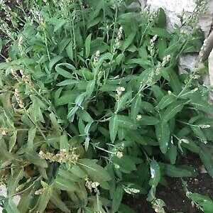 Wild Albanian Sage