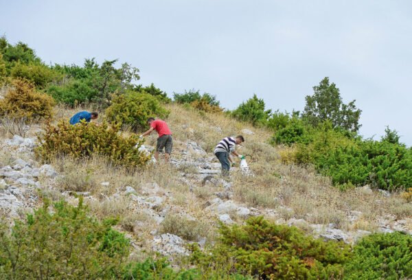 Wild Albanian Sage - Image 2
