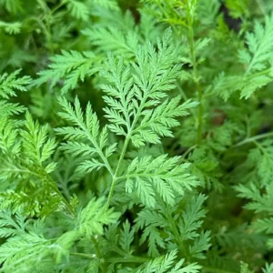 Sweet Wormwood Herbal Tea (Artemisia annua) – Loose Leaf for Detox, Immune Reinforcement & Metabolic Reset