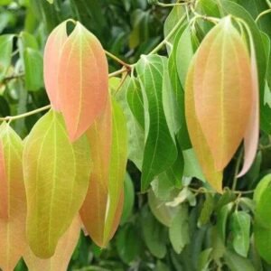 Bay Leaf Herbal Tea – Loose Leaf (Laurus nobilis) Wild-Harvested in Southern Albania