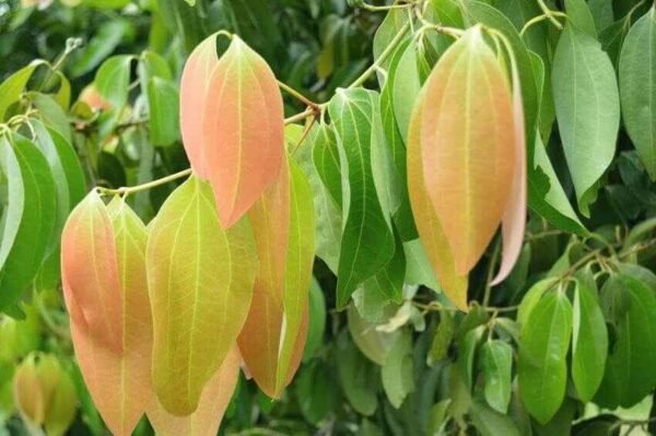 Bay Leaf Herbal Tea – Loose Leaf (Laurus nobilis) Wild-Harvested in Southern Albania