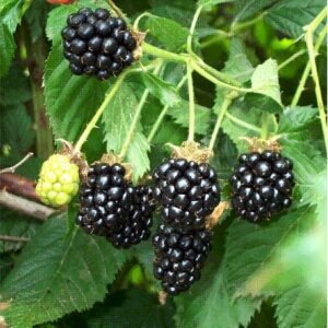 Blackberry Leaf Herbal Tea – Loose Leaf – Rubus fruticosus