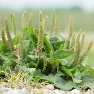 Bulk Broadleaf Plantain (Plantago major) – Wild Albanian Herb with Proven Global Demand