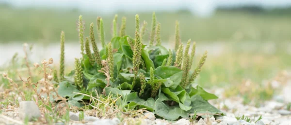 Bulk Broadleaf Plantain (Plantago major) – Wild Albanian Herb with Proven Global Demand