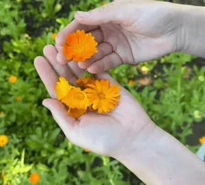 Bulk Calendula (Calendula officinalis) – Wild Albanian Herb for Skin Clarity, Hormonal Balance & Recovery Formulas