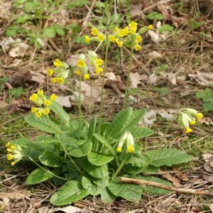 Cowslip Herbal Tea (Primula veris) – Loose Blossom for Nervous System Support, Restful Sleep & Respiratory Relief