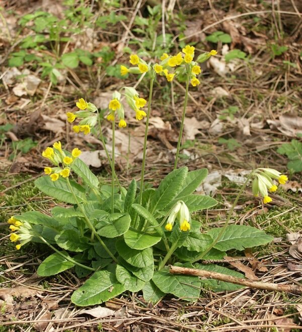 Cowslip Herbal Tea (Primula veris) – Loose Blossom for Nervous System Support, Restful Sleep & Respiratory Relief