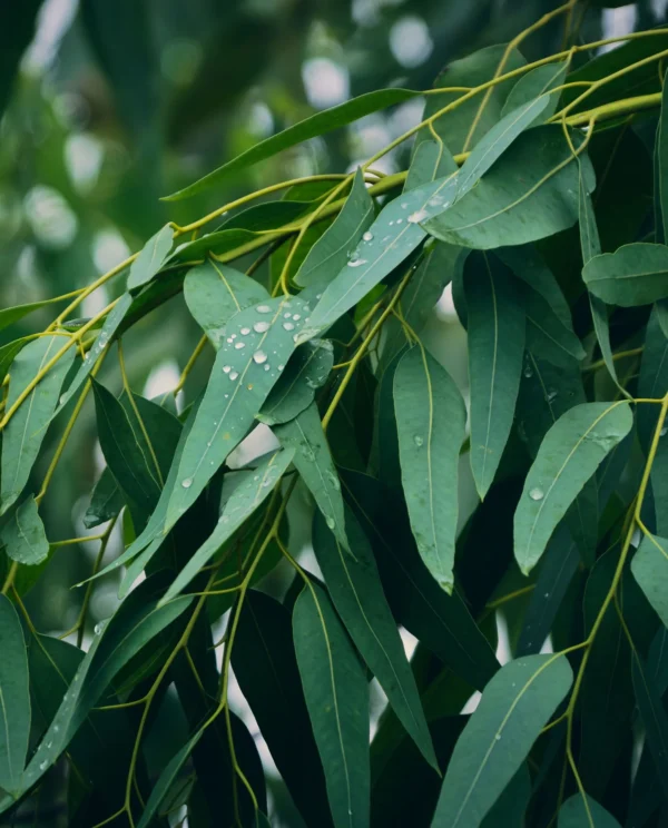 Eucalyptus Herbal Tea (Eucalyptus globulus) – Loose Leaf for Mental Clarity, Respiratory Strength & Focused Breathing