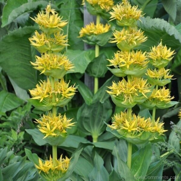 Bulk Gentian Root (Gentiana lutea) – Premium Bitter Herb for Digestive & Liver Support