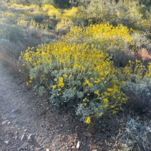 Bulk Helichrysum (Helichrysum italicum) – Wild Albanian Herb for Skin Support, Liver Detox & Regeneration
