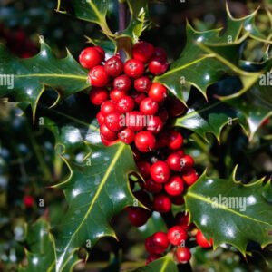 Holly Leaf Herbal Tea – Loose Leaf – Ilex aquifolium