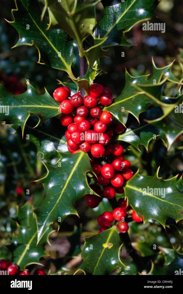 Holly Leaf Herbal Tea – Loose Leaf – Ilex aquifolium