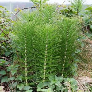 Bulk Horsetail (Equisetum arvense) – Wild Albanian Herb for Kidney Support, Joint Health & Detox Formulas