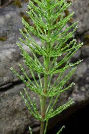 Horsetail Herbal Infusion (Equisetum arvense) – Loose Leaf Tea Loose Leaf – Wild-Harvested in Southern Albania