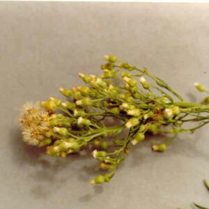 Horseweed Herbal Tea – Loose Leaf for Kidney Support, Joint Strength & Natural Detox (Conyza canadensis)