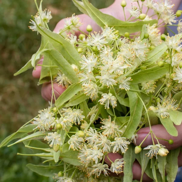 Linden Flower Herbal Tea – Loose Leaf – Tilia cordata