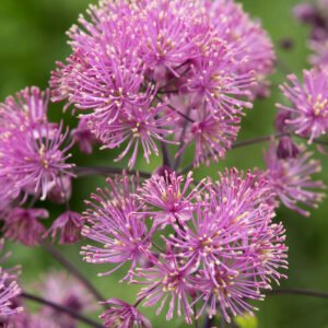 Meadow Rue Herbal Tea – Natural Hormonal Balance & Body Detox Support Loose Leaf – Wild-Harvested in Southern Albania