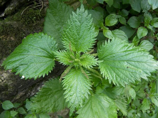 Nettle Leaf Herbal Tea (Urtica dioica) – Loose Leaf for Energy, Iron Absorption & Detox Support