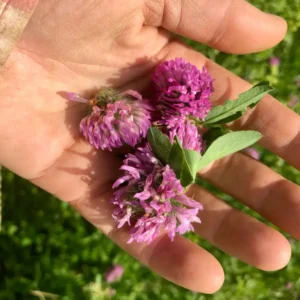 Bulk Red Clover (Trifolium pratense) – Wild Albanian Herb for Women’s Wellness, Skin Support & Detox Formulas