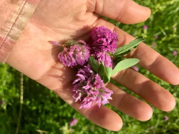 Bulk Red Clover (Trifolium pratense) – Wild Albanian Herb for Women’s Wellness, Skin Support & Detox Formulas