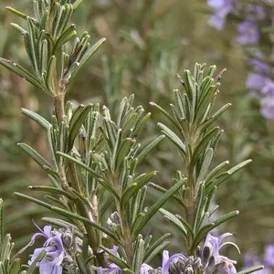 Rosemary Herbal Tea – Loose Leaf