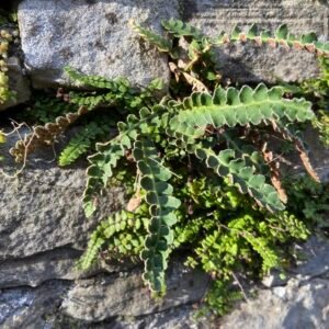 Rusty Back Fern Herbal Tea (Ceterach officinarum) – Loose Leaf for Kidney Clarity & Urinary Tract Relief
