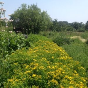 Bulk Saint John's Wort (Hypericum perforatum) – Wild Albanian Botanical for Mood, Sleep & Nervous System Formulations