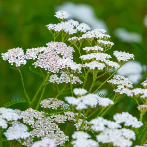 yarrow
