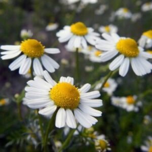 Bulk Chamomile – Wild Albanian Herb for Teas, Extracts & Skincare