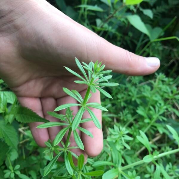 Cleavers Herbal Tea (Galium aparine) – Loose Herb for Lymphatic Drainage, Water Balance & Internal Detox
