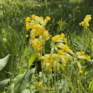 Bulk Cowslip Flowers (Primula veris) – Wild Albanian Botanical for Sedative, Respiratory & Nervine Formulations