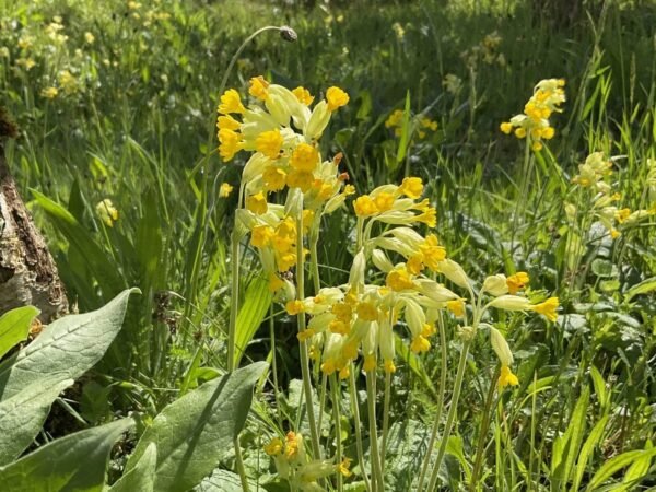 Bulk Cowslip Flowers (Primula veris) – Wild Albanian Botanical for Sedative, Respiratory & Nervine Formulations
