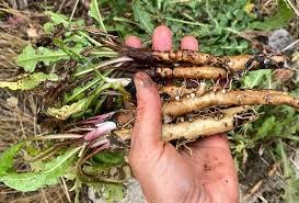 Bulk Dandelion Root (Taraxacum officinale) – Wild Albanian Botanical for Liver, Hormonal & Digestive Formulations