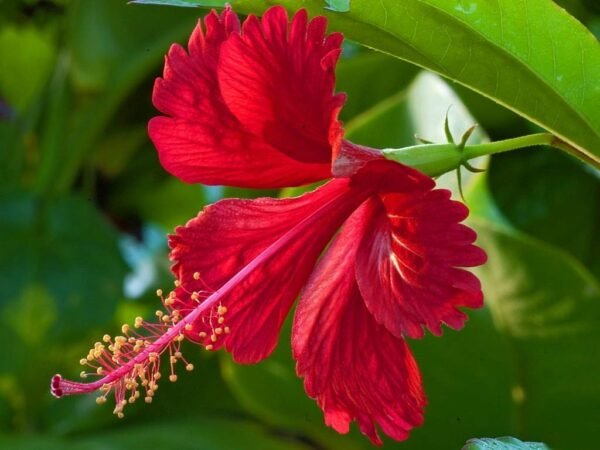 Hibiscus Herbal Tea – Loose Leaf for Heart Health, Skin Glow & Bold Energy (Hibiscus sabdariffa)