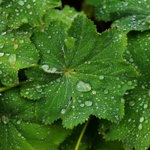 Lady’s Mantle Herbal Tea (Alchemilla vulgaris) – Loose Leaf for Hormonal Balance, Menstrual Relief & Body Reset