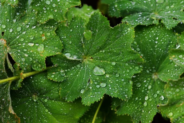 Lady’s Mantle Herbal Tea (Alchemilla vulgaris) – Loose Leaf for Hormonal Balance, Menstrual Relief & Body Reset