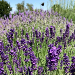 Lavender Herbal Tea (Lavandula angustifolia) – Loose Blossoms for Calm, Sleep, and Nervous System Balance