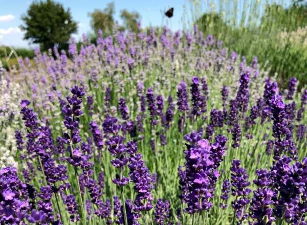 Lavender Herbal Tea (Lavandula angustifolia) – Loose Blossoms for Calm, Sleep, and Nervous System Balance