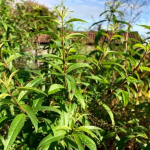 Lemon Verbena Herbal Tea – Loose Leaf for Mental Clarity, Calm Digestion & Uplifted Mood