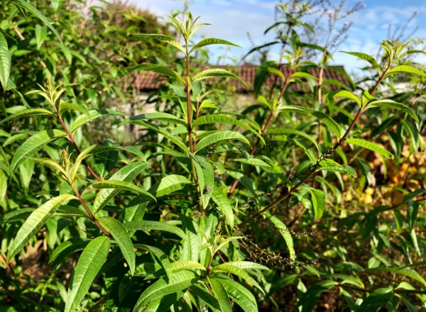 Lemon Verbena Herbal Tea – Loose Leaf for Mental Clarity, Calm Digestion & Uplifted Mood