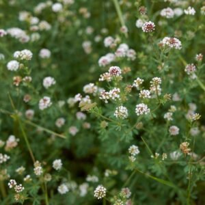 Spanish Clover Herbal Tea – Loose Leaf – Dorycnium pentaphyllum
