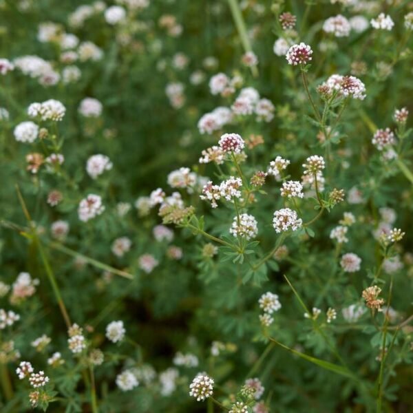 Spanish Clover Herbal Tea – Loose Leaf – Dorycnium pentaphyllum
