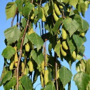Silver Birch Herbal Tea (Betula pendula) – Loose Leaf for Kidney Support, Detox & Fluid Balance