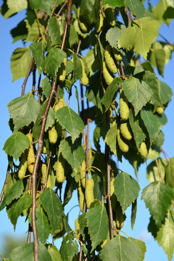 Silver Birch Herbal Tea (Betula pendula) – Loose Leaf for Kidney Support, Detox & Fluid Balance