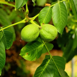 Walnut Leaf Herbal Tea (Juglans regia) – Loose Leaf for Gut Harmony, Skin Purification & Internal